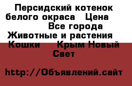 Персидский котенок белого окраса › Цена ­ 35 000 - Все города Животные и растения » Кошки   . Крым,Новый Свет